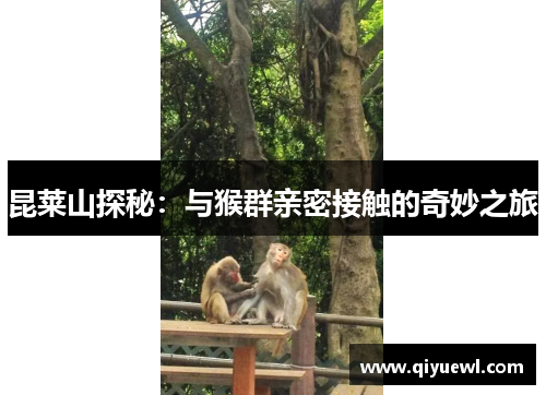 昆莱山探秘:与猴群亲密接触的奇妙之旅 昆莱山探秘:与猴群亲密接触的奇妙之旅